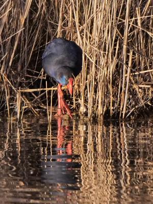 Poule sultane, Talève sultane, Porphyrion bleu Porphyrio porphyrio (Linnaeus, 1758)