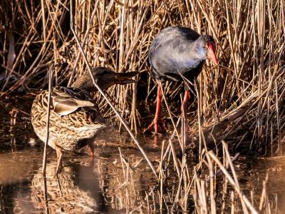 Poule sultane, Talève sultane, Porphyrion bleu Porphyrio porphyrio (Linnaeus, 1758)