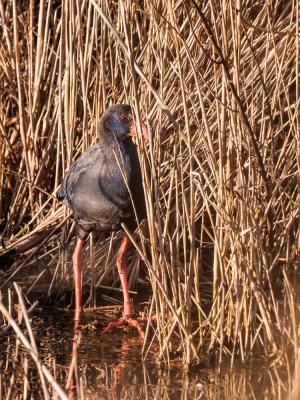 Poule sultane, Talève sultane, Porphyrion bleu Porphyrio porphyrio (Linnaeus, 1758)