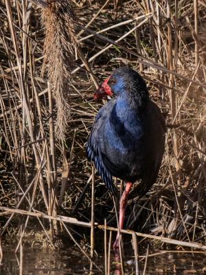 Poule sultane, Talève sultane, Porphyrion bleu Porphyrio porphyrio (Linnaeus, 1758)