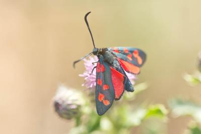 Zygène transalpine (La) Zygaena transalpina (Esper, 1780)