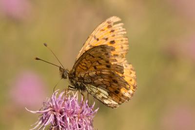 Nacré de la Sanguisorbe (Le), Nacré des marais (Le Brenthis ino (Rottemburg, 1775)
