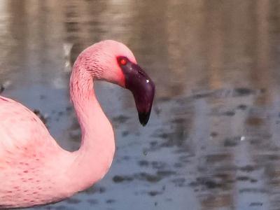 Flamant nain, Petit flamant Phoeniconaias minor (É. Geoffroy Saint-Hilaire, 1798)