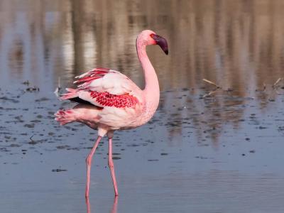 Flamant nain, Petit flamant Phoeniconaias minor (É. Geoffroy Saint-Hilaire, 1798)