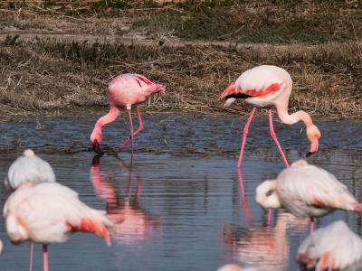 Flamant nain, Petit flamant Phoeniconaias minor (É. Geoffroy Saint-Hilaire, 1798)