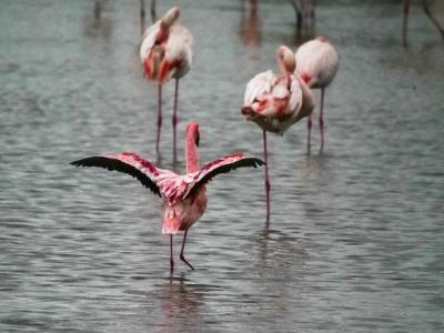 Flamant nain, Petit flamant Phoeniconaias minor (É. Geoffroy Saint-Hilaire, 1798)