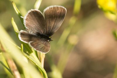 Azuré du Trèfle (L'), Petit Porte-Queue (Le), Argu Cupido argiades (Pallas, 1771)
