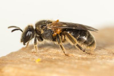  Lasioglossum Curtis, 1833