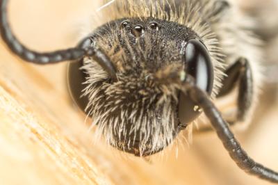  Andrena saxonica Stoeckhert, 1935