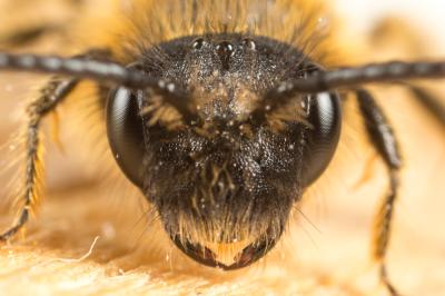  Andrena granulosa Pérez, 1902