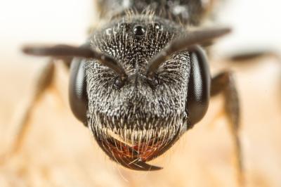  Sphecodes monilicornis (Kirby, 1802)