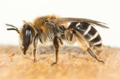 Andrena afzeliella (Kirby, 1802)