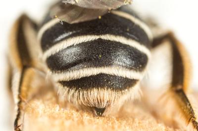  Andrena afzeliella (Kirby, 1802)
