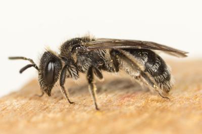  Andrena Fabricius, 1775