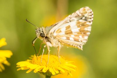 Hespérie des Potentilles (L'), Armoricain (L') Pyrgus armoricanus (Oberthür, 1910)