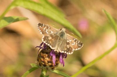 Hespérie des Potentilles (L'), Armoricain (L') Pyrgus armoricanus (Oberthür, 1910)