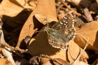 Hespérie de la Malope (L'), Vergeté (Le) Pyrgus onopordi (Rambur, 1839)