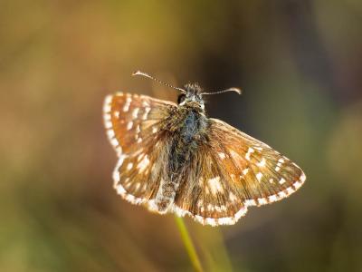 Hespérie des Potentilles (L'), Armoricain (L') Pyrgus armoricanus (Oberthür, 1910)
