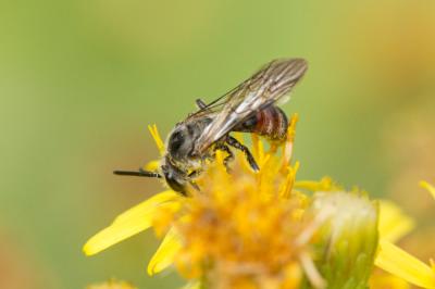  Lasioglossum nigripes (Lepeletier, 1841)