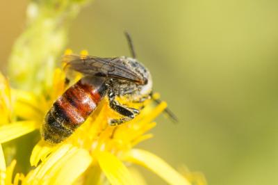  Lasioglossum nigripes (Lepeletier, 1841)