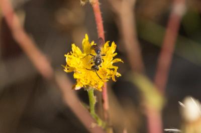  Lasioglossum nigripes (Lepeletier, 1841)