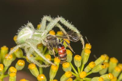  Lasioglossum nigripes (Lepeletier, 1841)