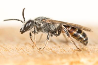  Lasioglossum nigripes (Lepeletier, 1841)