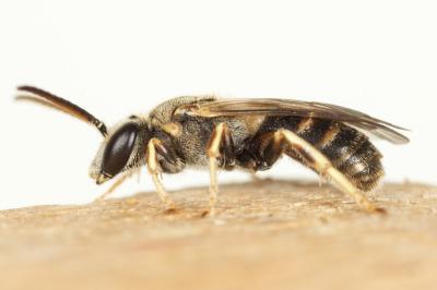  Lasioglossum malachurum (Kirby, 1802)