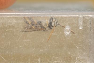  Lasioglossum malachurum (Kirby, 1802)