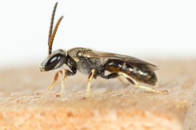  Lasioglossum malachurum (Kirby, 1802)