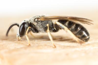  Lasioglossum malachurum (Kirby, 1802)