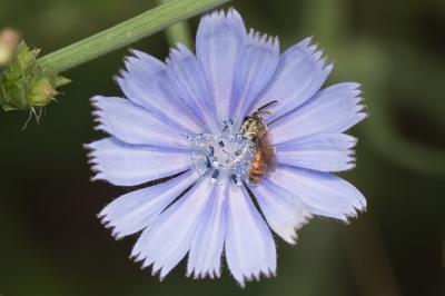  Lasioglossum malachurum (Kirby, 1802)