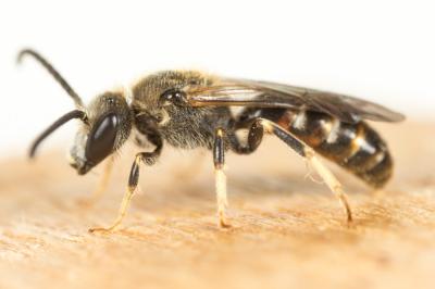  Lasioglossum calceatum (Scopoli, 1763)