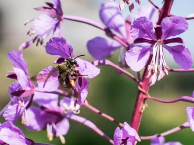  Andrena curvungula Thomson, 1870