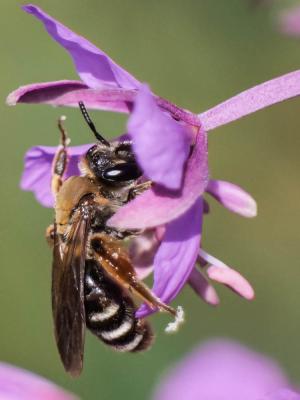  Andrena curvungula Thomson, 1870