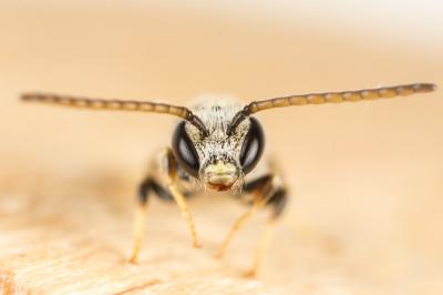  Lasioglossum pauxillum (Schenck, 1853)