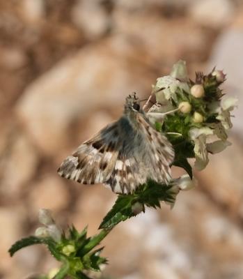 Hespérie de l'Épiaire (L'), Hespérie de la Lavatèr Carcharodus lavatherae (Esper, 1783)