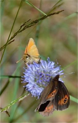 Moiré des Fétuques (Le) Erebia meolans (Prunner, 1798)