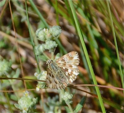 Hespérie de l'Épiaire (L'), Hespérie de la Lavatèr Carcharodus lavatherae (Esper, 1783)