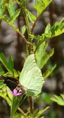 Citron (Le), Limon (Le), Piéride du Nerprun (La) Gonepteryx rhamni (Linnaeus, 1758)