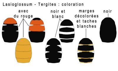  Lasioglossum Curtis, 1833