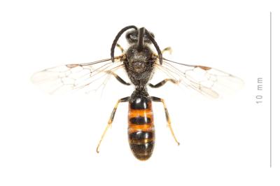  Lasioglossum albipes (Fabricius, 1781)