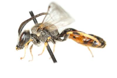  Lasioglossum albipes (Fabricius, 1781)