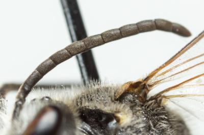 Lasioglossum albipes (Fabricius, 1781)