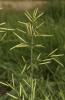 Brome sans arêtes Bromopsis inermis (Leyss.) Holub, 1973