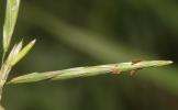 Brome sans arêtes Bromopsis inermis (Leyss.) Holub, 1973