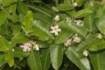 Araujia Araujia sericifera Brot., 1818