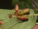  Craneiobia corni (Giraud, 1863)