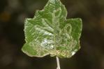  Phyllocnistis xenia M. Hering, 1936