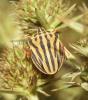  Graphosoma semipunctatum (Fabricius, 1775)